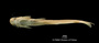 Auchenipterus demerarae FMNH 53248 holo v